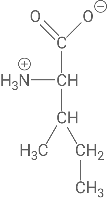 Zwitterionen Form von Isoleucin